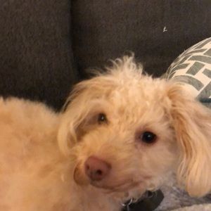 Meet your Posher, Deedee